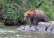 Braunbaer - Brown (Grizzly) Bear  (Ursus arctos)